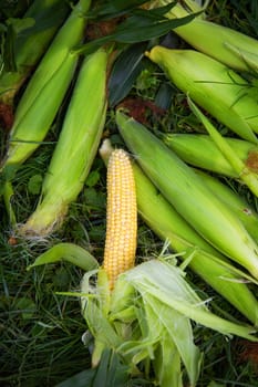 Young corn cleaning process. Summer, harvesting Close-up