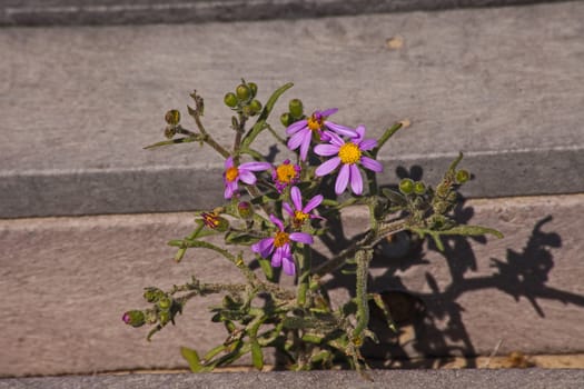 Blue Marguerite (Felicia amelloides) on white Namaqualand sand