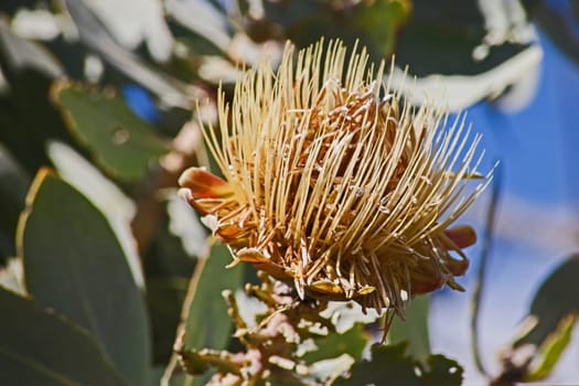 The dry flowerhead of the Clanwilliam Sugarbush (Protea glabra) containing the seeds, waiting for the next fire to dispearse the seeds.