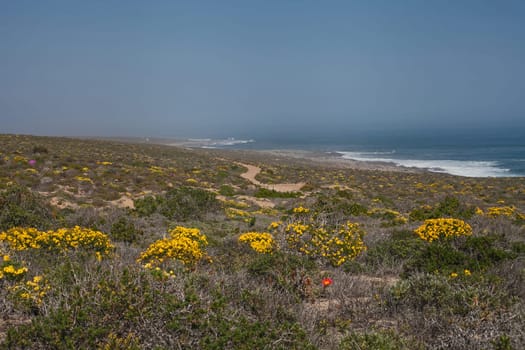 Namaqualand coastal scene with springflowers in Namaqua National Park. South Africa