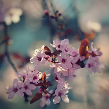 Springtime. Beautiful flowering Japanese cherry - Sakura. Colorful background with flowers  and sun on a spring day.