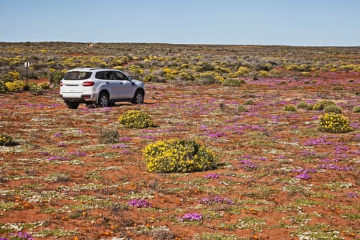 A white SUV on a small Namagualandl track surronded by wild springflowers.