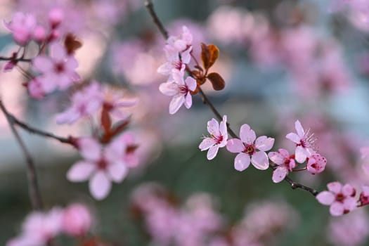 Springtime. Beautiful flowering Japanese cherry - Sakura. Colorful background with flowers  and sun on a spring day.