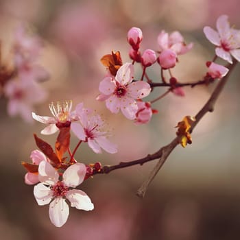 Springtime. Beautiful flowering Japanese cherry - Sakura. Colorful background with flowers  and sun on a spring day.