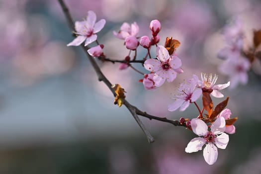 Beautiful spring flowering tree - Japanese Sakura Cherry. Natural colorful background in spring time. 