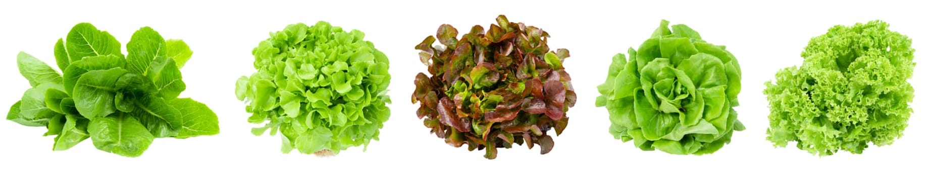 Fresh Romaine Lettuce , Cos Lettuce, Red and Green Oakleaf lettuce Vegetable salad isolated on white background.