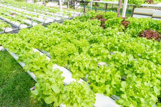 Cultivation hydroponics green vegetable in farm