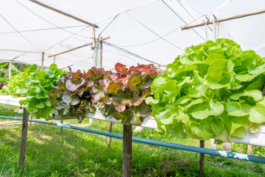 Cultivation hydroponics green vegetable in farm