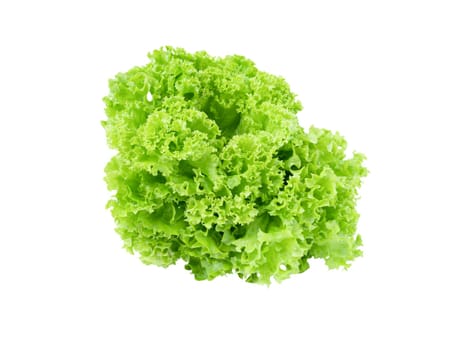 Fresh organic green coral lettuce salad isolated on white background.