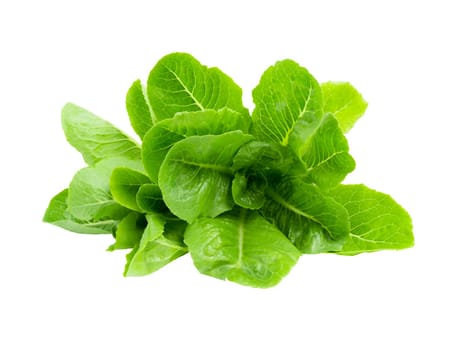 Fresh baby cos, green lettuce isolated on white background