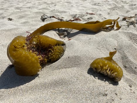 Seaweed in the sand on the beach.