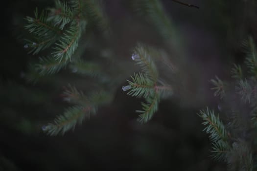 Detail of fresh spruce tree branches with young green needles. Closeup of fir tree young branches in rainy day.