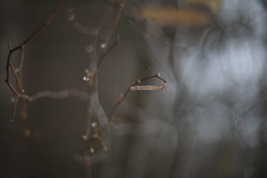 Close-up of birch chains. Birch buds in spring, on a branch. Earrings with yellow birch buds on the blurred nature background