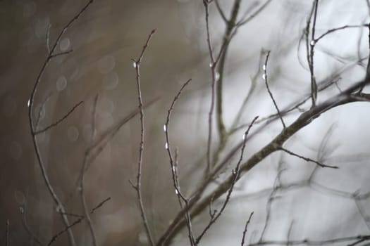 Branches without leaves with drops. Fresh rain drops on the branches. Tree branch with water drop after rain