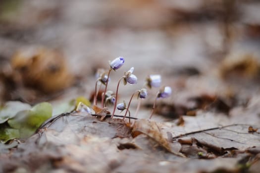 early spring flower crocus and snowdrops in natural environment, flower macro portrait