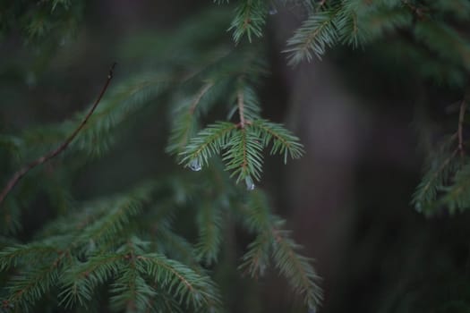 Detail of fresh spruce tree branches with young green needles. Closeup of fir tree young branches in rainy day.