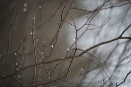 Branches without leaves with drops. Fresh rain drops on the branches. Tree branch with water drop after rain