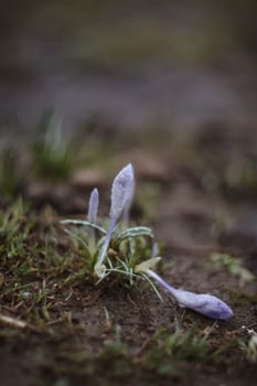 Spring background with flowering violet crocuses flowers in early spring.