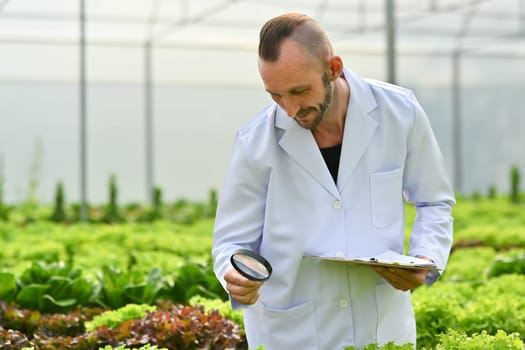 Caucasian male scientist with magnifying glass observing organic vegetable in industrial hydroponic greenhouse.