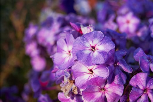 shrub phlox blue lilac blooms in the garden in green foliage