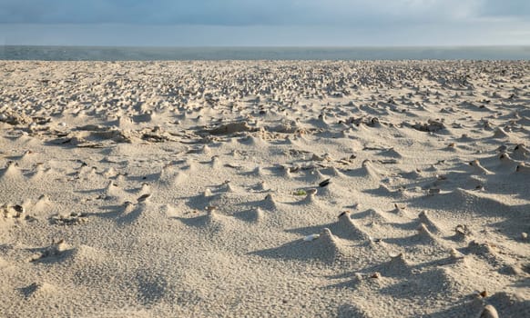 a closeup of the beach with shells and lots of little hills caused by the wind photographed on the island of Texel in the Netherlands with the sea in the background