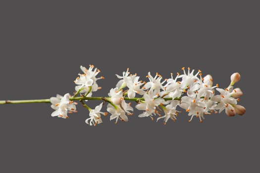 Macro image of the tiny white flowers of Asparagus densiflorus ‘Sprengeri’