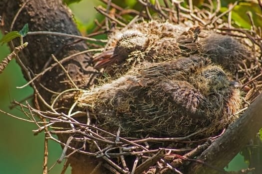 Two nestling doves in their nest