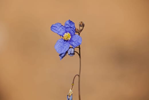 Macro image of a single flower of the Blue Flax ( Heliophila coronopifolia) on a blurred background