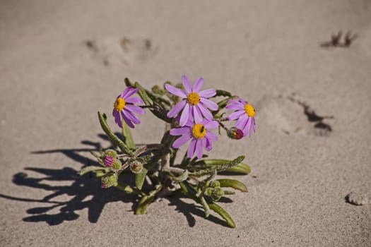 Blue Marguerite (Felicia amelloides) on white Namaqualand sand