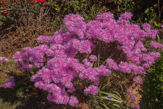The bright flowers of the succulent Lampranthus appears in early spring