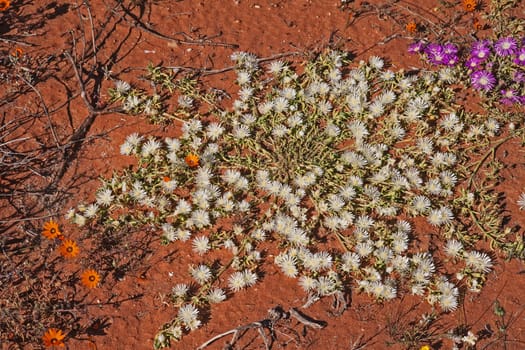 Bright succulent and Daisy flowers on the red Namaqualand sands. Namaqua National Park. South Africa