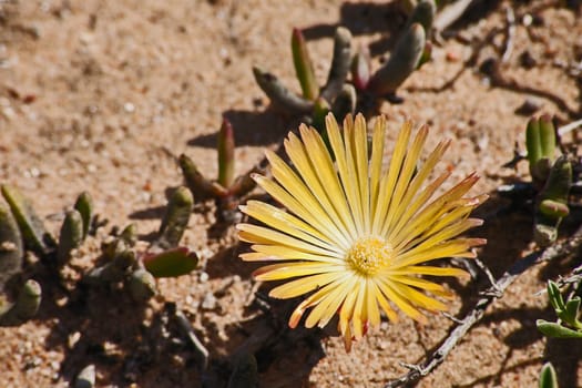 Bright yellow springflower in the Namaqua National Park. South Africa