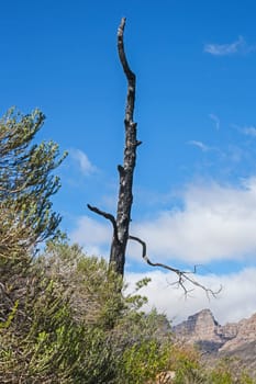 The burned remains of a Clanwillian Cedar (Widdringtonia cadarbergensis) is a stark reinder of a recent wildfire