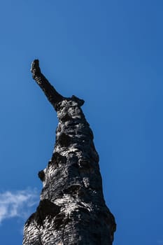 The burned remains of a Clanwillian Cedar (Widdringtonia cadarbergensis) is a stark reinder of a recent wildfire