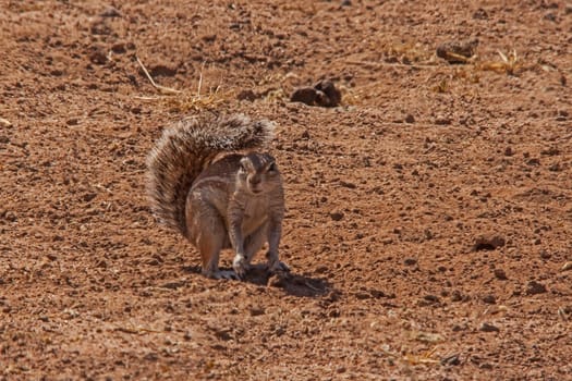 The Cape Ground Squirrel [Xerus inauris] uses it's fluffy tail to create shade in the hot Kalahari Desert sun