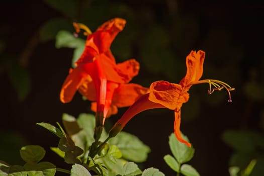 Bright orange flowers of Cape Honeysuckle (Tecomaria capensis) on a dark background