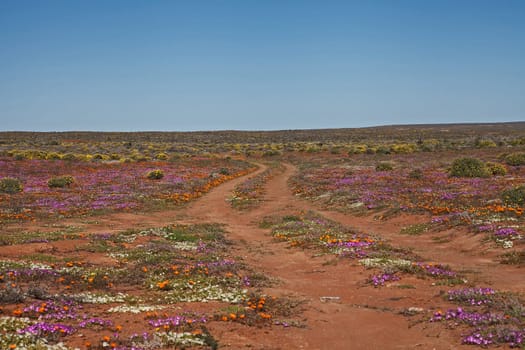 Carriageway snaking through the Namaqualand spring flowers, Namaqua National Park. South Africa