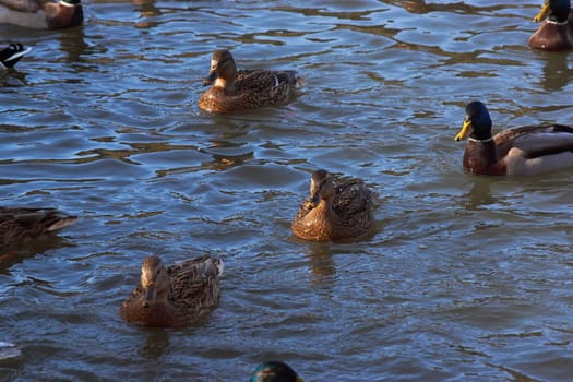 a pair of male and female wild ducks swim in the pond of a public park on a sunny day