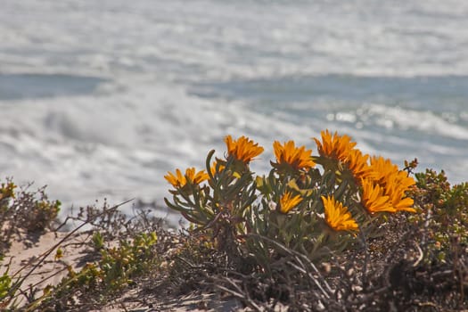 Yellow backlight flowers of Cephalophylum procumbens silhouetted against the Atlantic Ocean. Namaqua National Park. South Africa