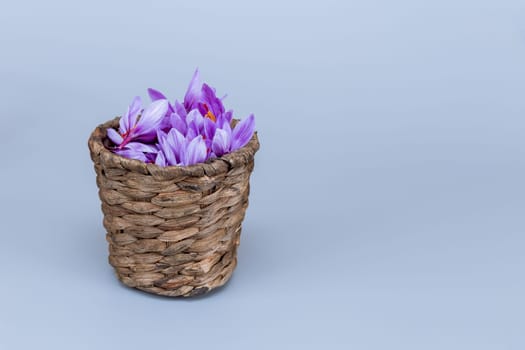 Full basket of saffron flowers on a saffron field during blooming in autumn.