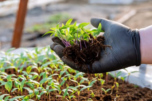 The worker holds a pepper seedling in her hand. Ready for transplanting into fertile soil. Healthy root system.