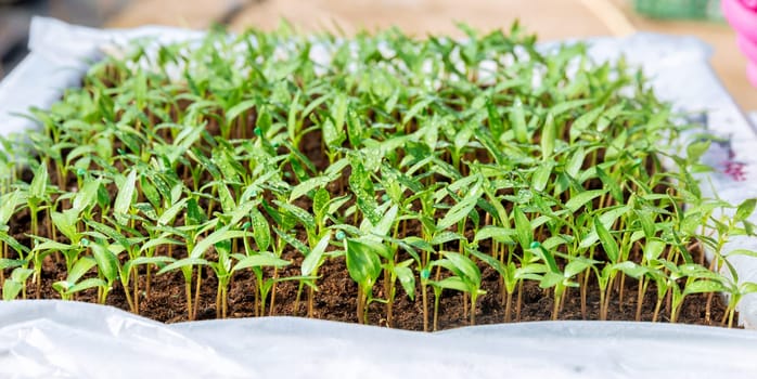 Growing pepper seedlings in peat. Pepper seedlings after germination. Healthy dark green leaves.