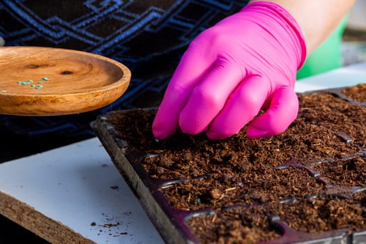 Sowing seeds in cassettes for seedlings. Growing seedlings, transplanting, planting vegetables.