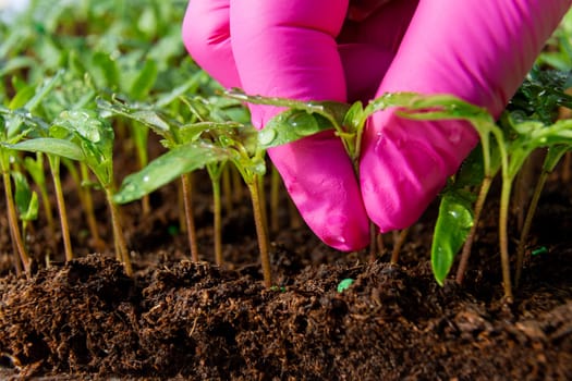 Woman in pink gloves takes pepper seedlings from peat for transplanting. Growing vegetable seedlings in a greenhouse.