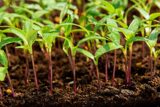 Growing pepper seedlings in peat. Pepper seedlings after germination. Healthy dark green leaves.