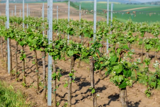 A vineyard with young bright green leaves and no grapes in a field in Moravia, Czech Republic. Garter of grapes to the trellis.