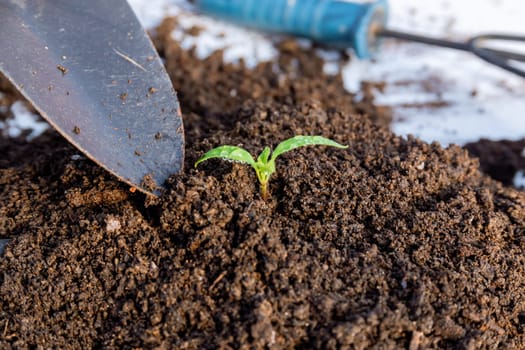 Pepper seedlings grow in the soil. The soil for pepper seedlings should be loose, nutritious, neutral or slightly acidic.