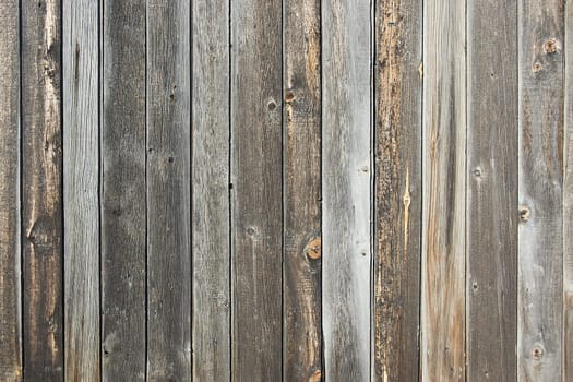 Gray wood paneling of the barn walls with a wide texture. Old solid wood sluts on a rustic shabby gray background.Old vintage background with wood texture