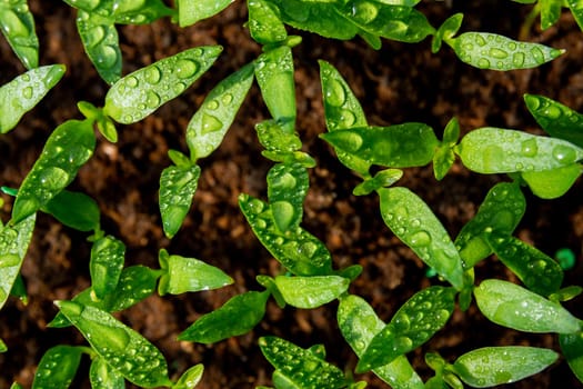 Young pepper seedlings. Gardening. The young plant is ready for transplanting.