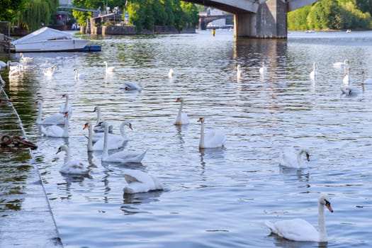 White swans on the river swim under the stone bridge in summer. Nice nature.